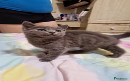 Mixed Breed cats for sale: Grey Female kitten - Image 1