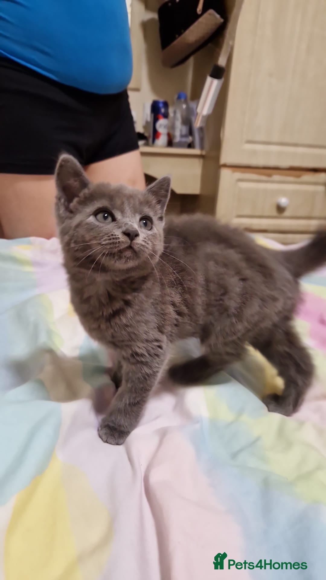 Mixed Breed cats for sale: Grey Female kitten - Image 1