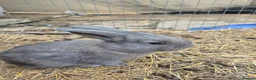 Continental Giant rabbits for sale: Baby FULL Continental Giant rabbits in Castleford - Advert 5