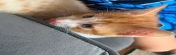 Domestic Shorthair cats for sale: Kittens for sale  - Advert 12