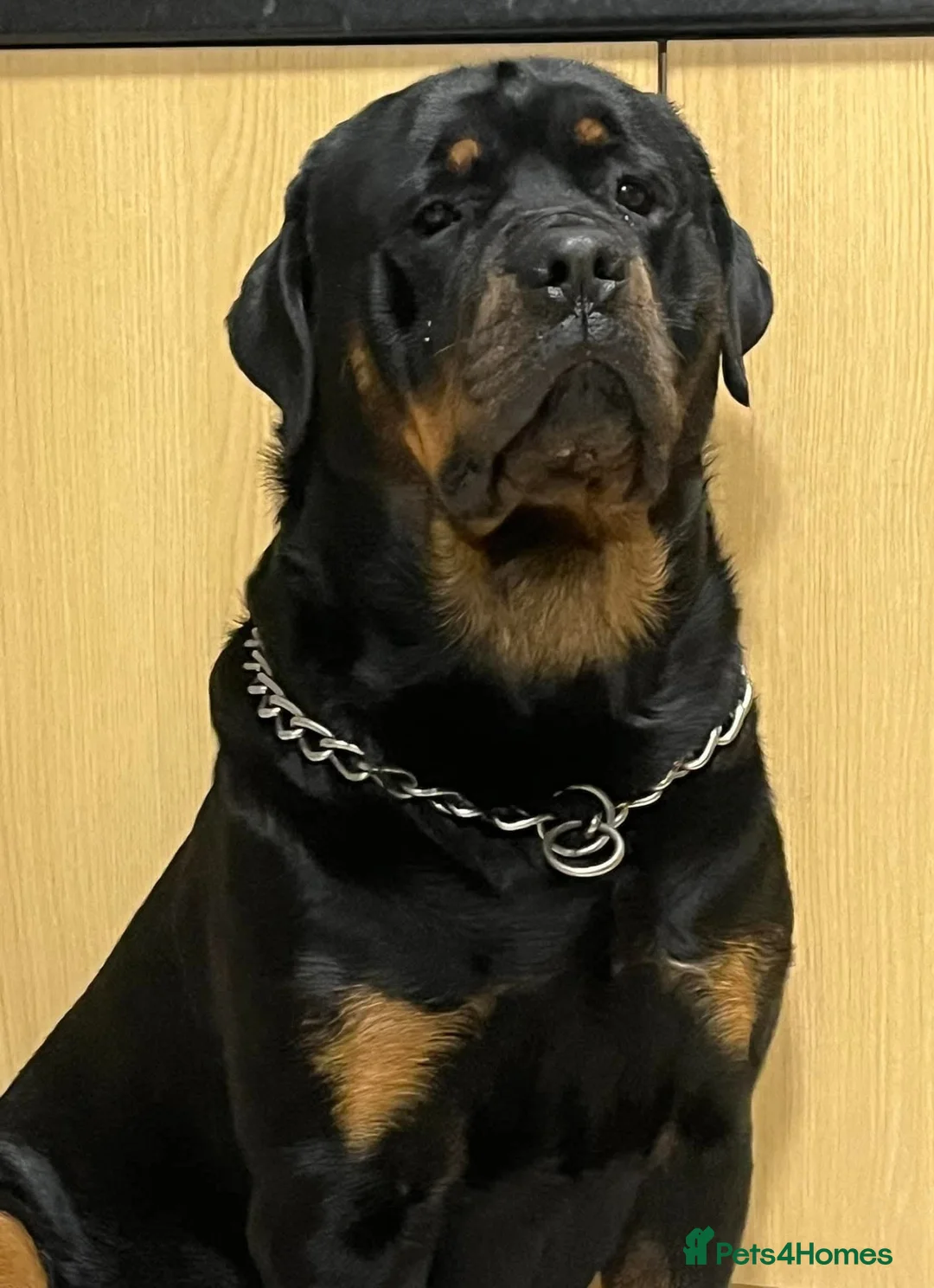 Mixed Breed dogs for sale: Cain Corso x Rottweiler puppies - Advert 3