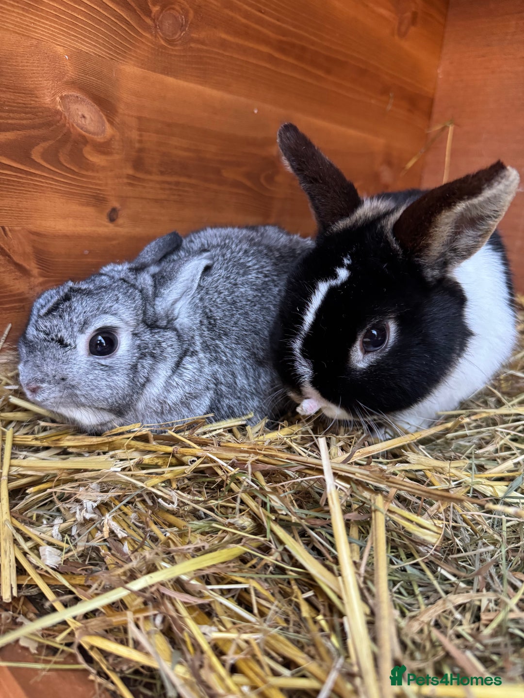 Netherland Dwarf rabbits for sale: Pair of young Netherland Dwarfs doe & buck - Advert 2