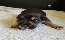 Jackapoo dogs for sale: Jackapoo puppies - Image 4