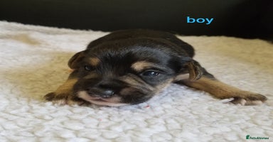 Jackapoo dogs - Advert 11