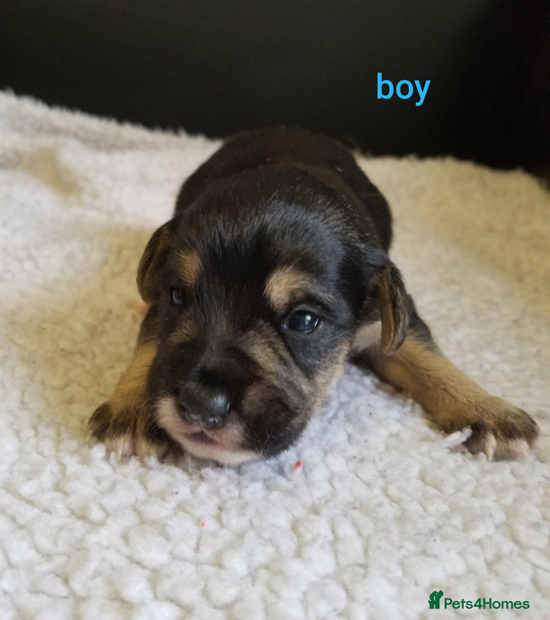 Jackapoo dogs for sale: Jackapoo puppies - Image 4
