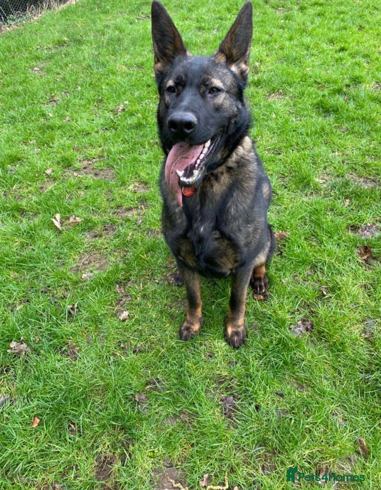 German Shepherd dogs 🐶Royal Kennel Club Straight Back GSD puppies🐶 - Advert 2