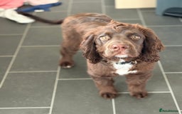 Cocker Spaniel dogs for sale: 6 month old male cocker spaniel  - Image 5