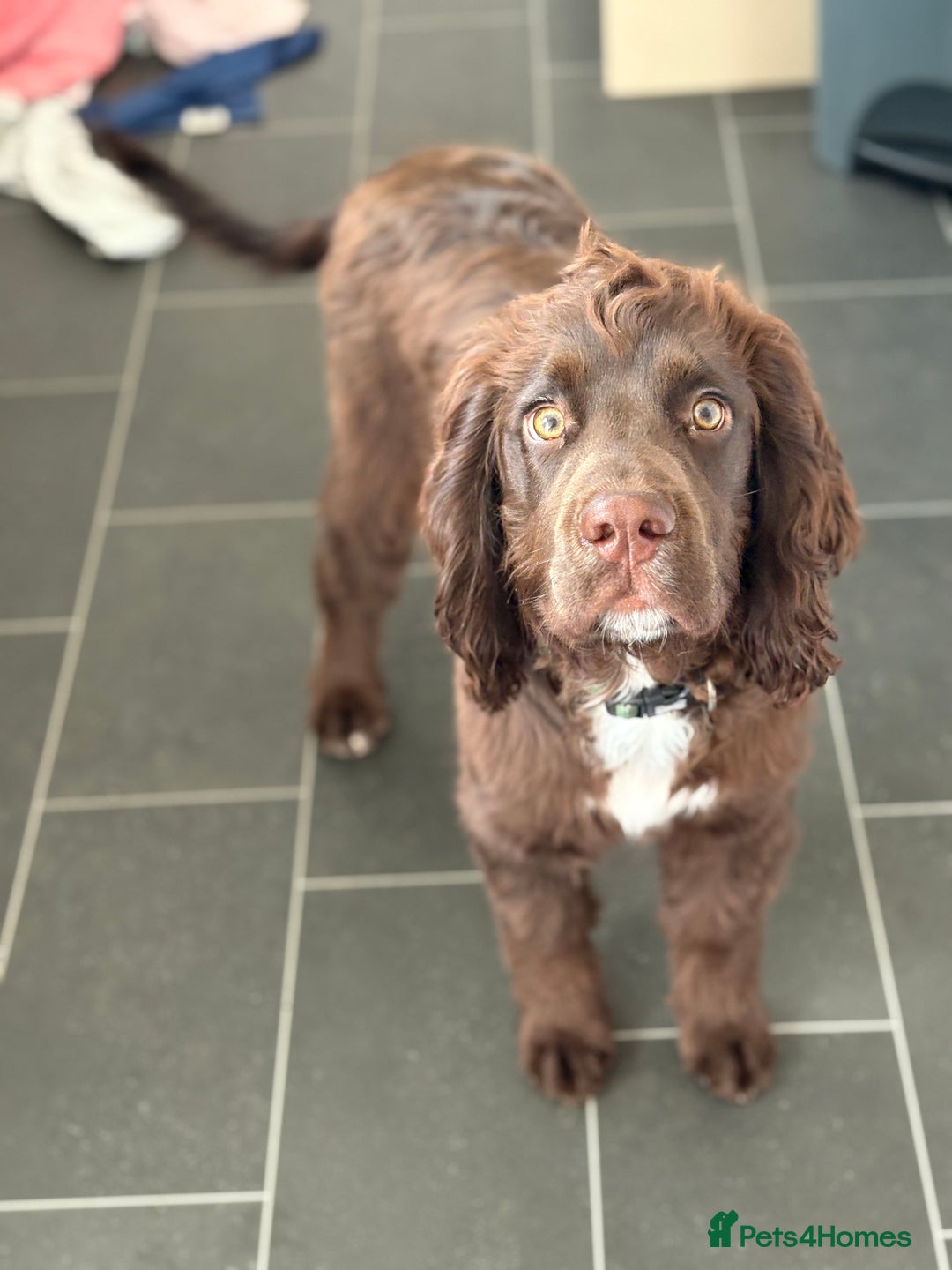Cocker Spaniel dogs for sale: 6 month old male cocker spaniel  - Image 5