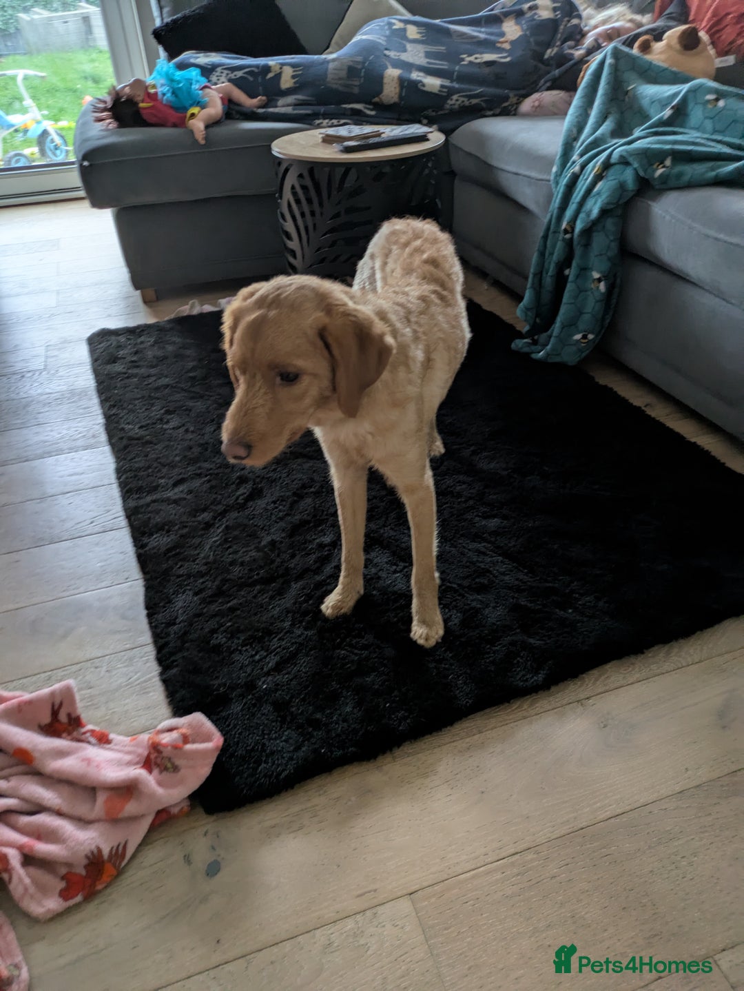 Labradoodle dogs for sale: Miniature labradoodle  - Advert 2