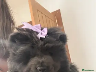 Chow Chow dogs Merle chow chow - Advert 14