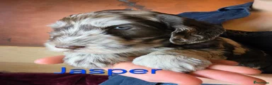 Jasper