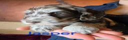 Labradoodle dogs for sale: Gorgeous Miniature Labradoodles - Advert 15