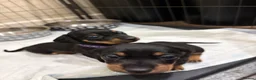 Dachshund dogs for sale: Dachshund puppies  - Advert 12