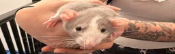Rat rodents for sale: Baby Dumbo rats 6 x Boys 9 x Girls  - Advert 3