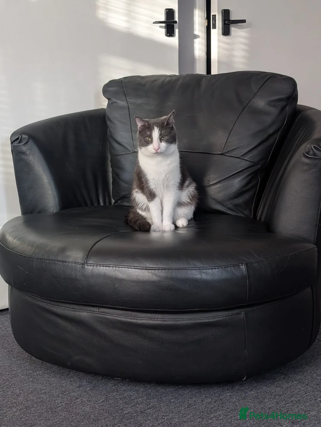 British Shorthair cats for sale: Christo - Advert 3