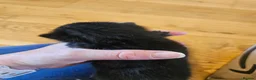 Mixed Breed cats for sale: Ready 4 days black boy kitten Siamese ragdoll mix  - Advert 32