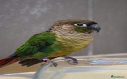 Conures birds for sale: Kiwi and Rico  - Image 2