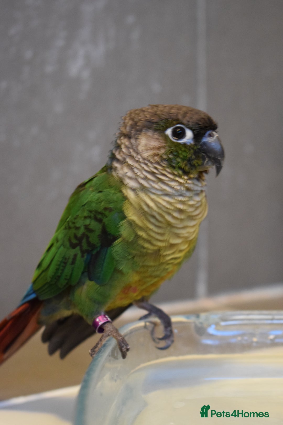 Conures birds for sale: Kiwi and Rico  - Image 2