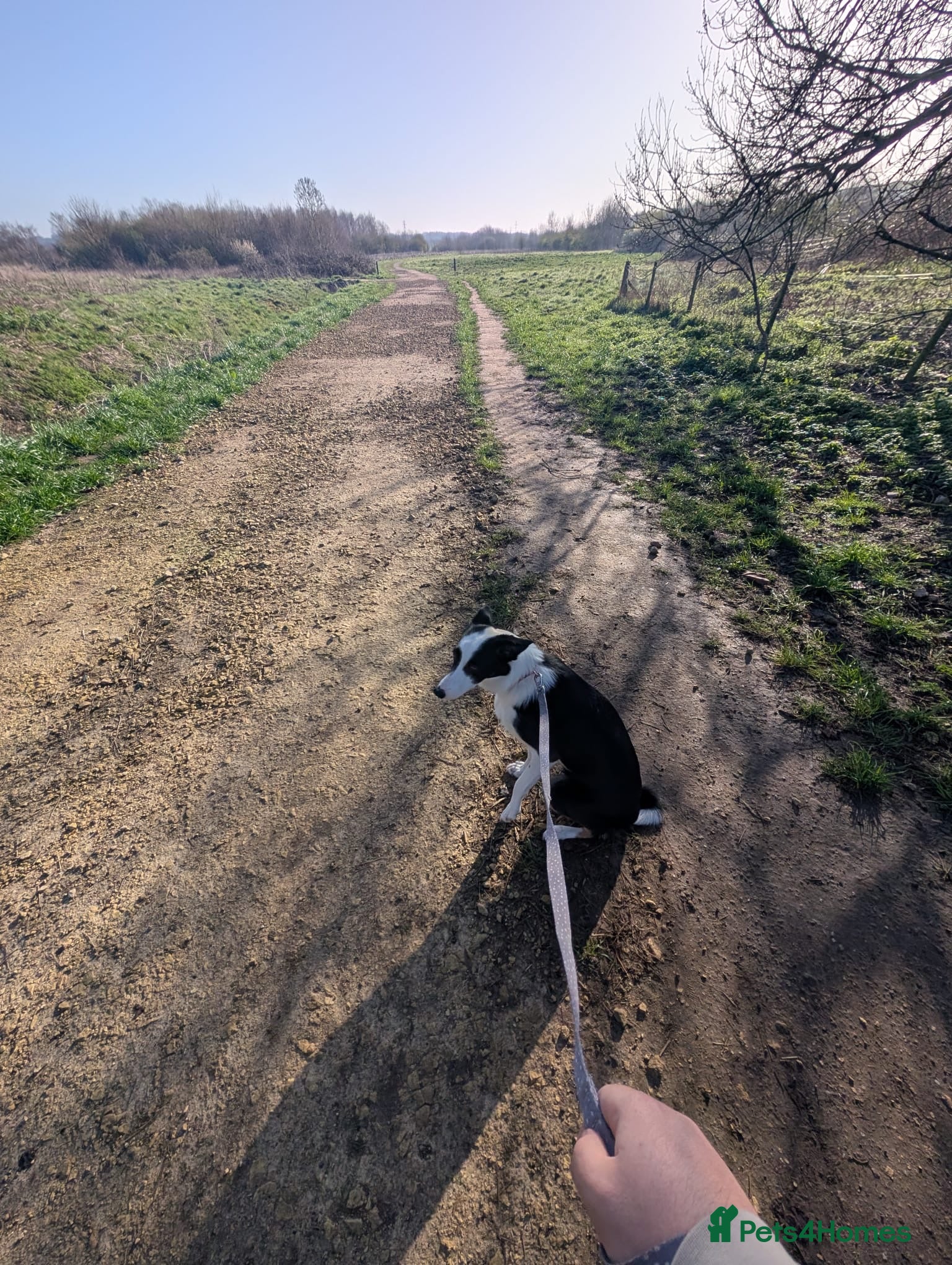 Border Collie dogs for sale: Border Collie looking for an active home  - Advert 5