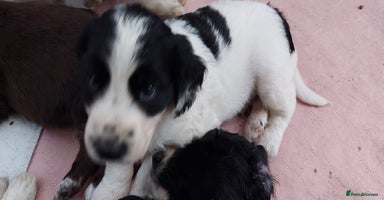 Mixed Breed dogs - Advert 2