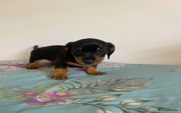 Miniature Dachshund dogs for sale: Miniature Dachshund Puppies  - Image 9