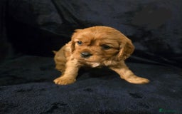 Cavalier King Charles Spaniel dogs for sale: Ruby cavalier king charles puppies  - Image 10