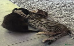 British Shorthair cats for sale: Kittens Ready to go  - Image 12