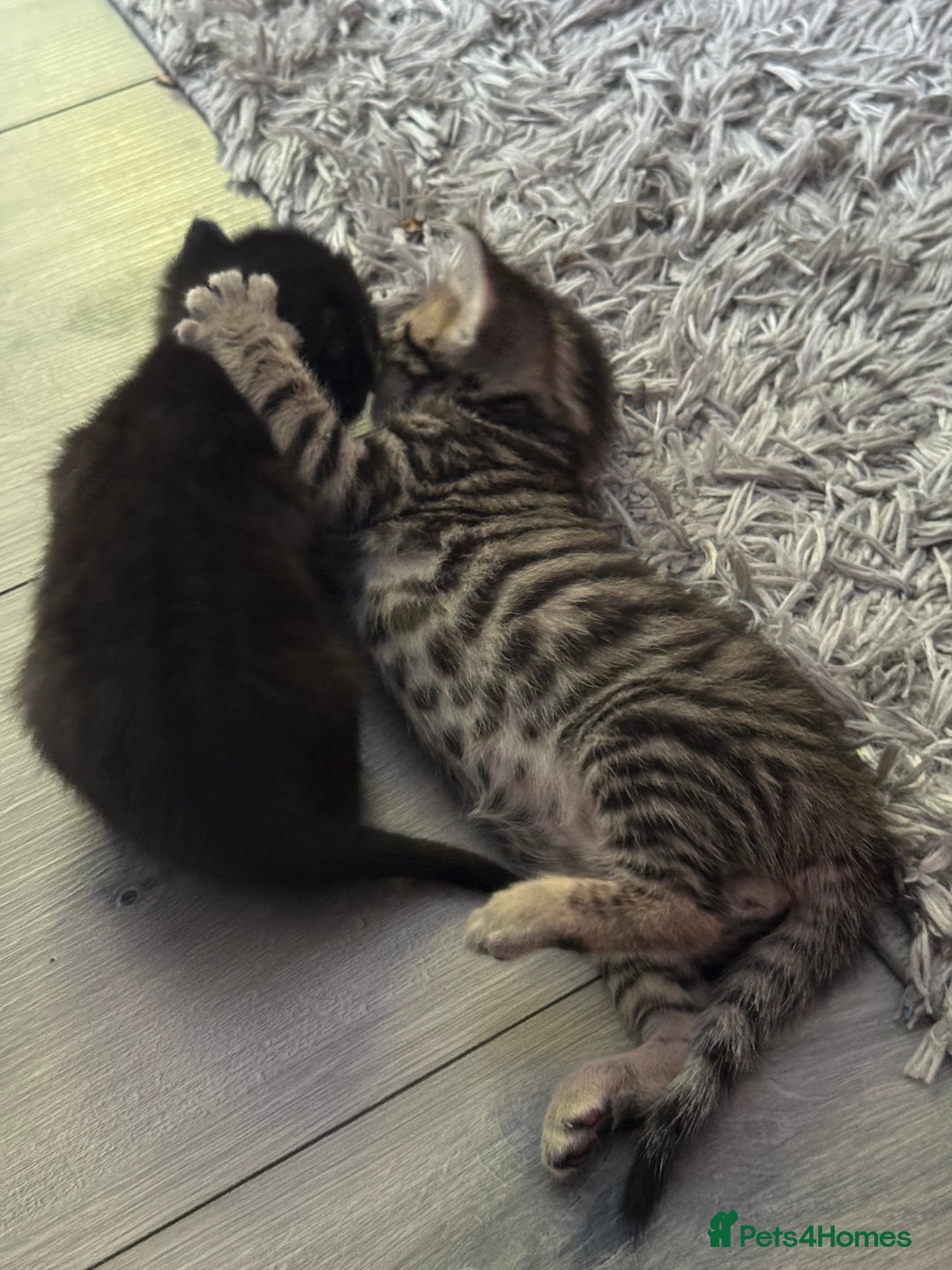 British Shorthair cats for sale: Kittens Ready to go  - Image 12