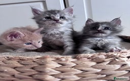 Maine Coon cats for sale: 🌟🌟Beautiful Maine Coon kittens 🌟🌟 - Image 6