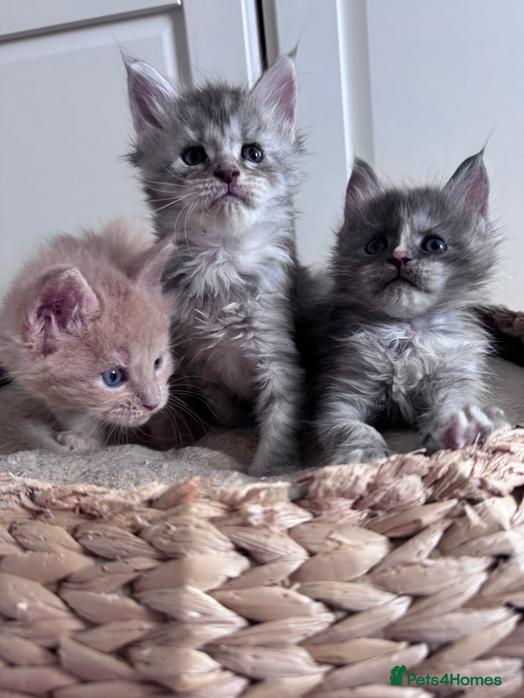 Maine Coon cats for sale: 🌟🌟Beautiful Maine Coon kittens 🌟🌟 - Image 6