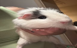 Guinea Pig rodents for sale: 2 indoor Guinea pigs - Image 3