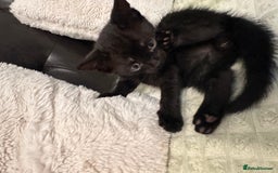 Bengal cats for sale: Mixed Breed Kittens  - Image 3