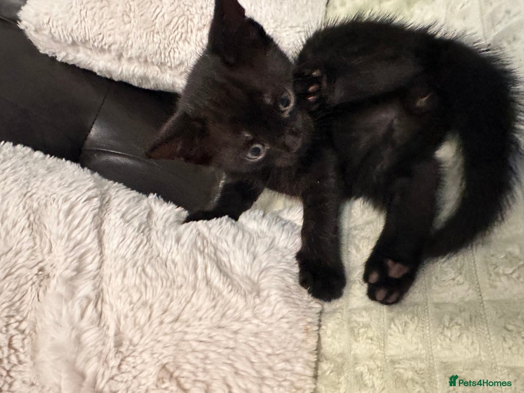Bengal cats for sale: Mixed Breed Kittens  - Image 3