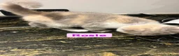 British Shorthair cats for sale: Incredible Tortie British Shorthair GCCF £700 - Advert 10