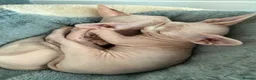 Sphynx cats for sale: Beautiful baby sphynx  in Uttoxeter - Advert 8