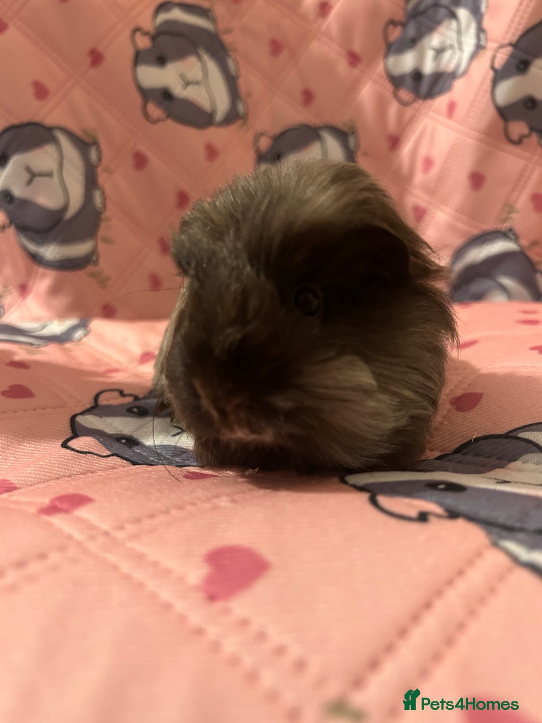 Guinea Pig rodents for sale: Lovely Teddy and Coronet baby guinea pigs  - Advert 2