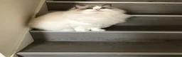 Ragdoll cats for sale: Retired Queen - Advert 2