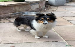 Shetland Sheepdog dogs for sale: Shetland sheepdog - Image 2