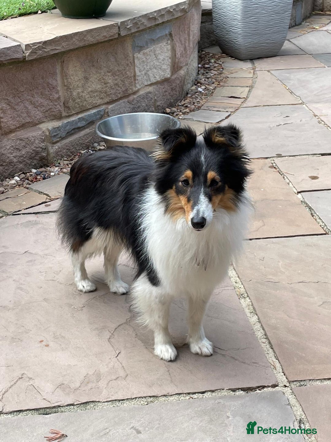 Shetland Sheepdog dogs for sale: Shetland sheepdog - Image 2