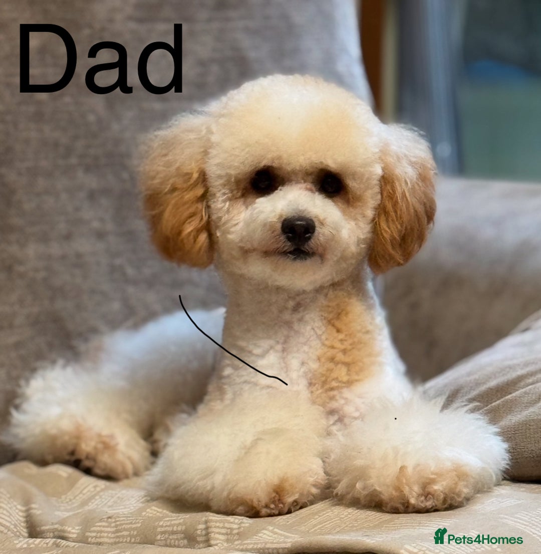 Toy Poodle dogs for sale: Tiny red & white parti toy poodle girl & boy - Image 5