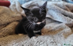 Mixed Breed cats for sale: 4 beautiful little kittens  - Image 20