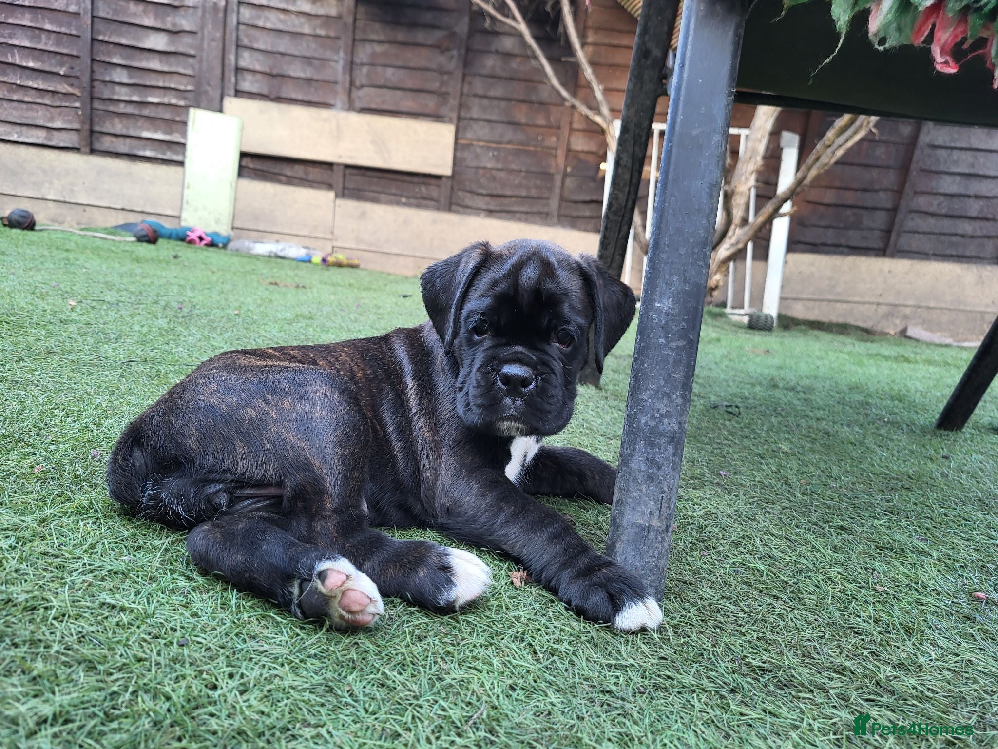Boxer dogs  Beautiful Bobtail/ tailed boxer puppy - Advert 11