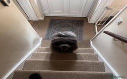 Chow Chow dogs for sale: Chow chow  - Image 9