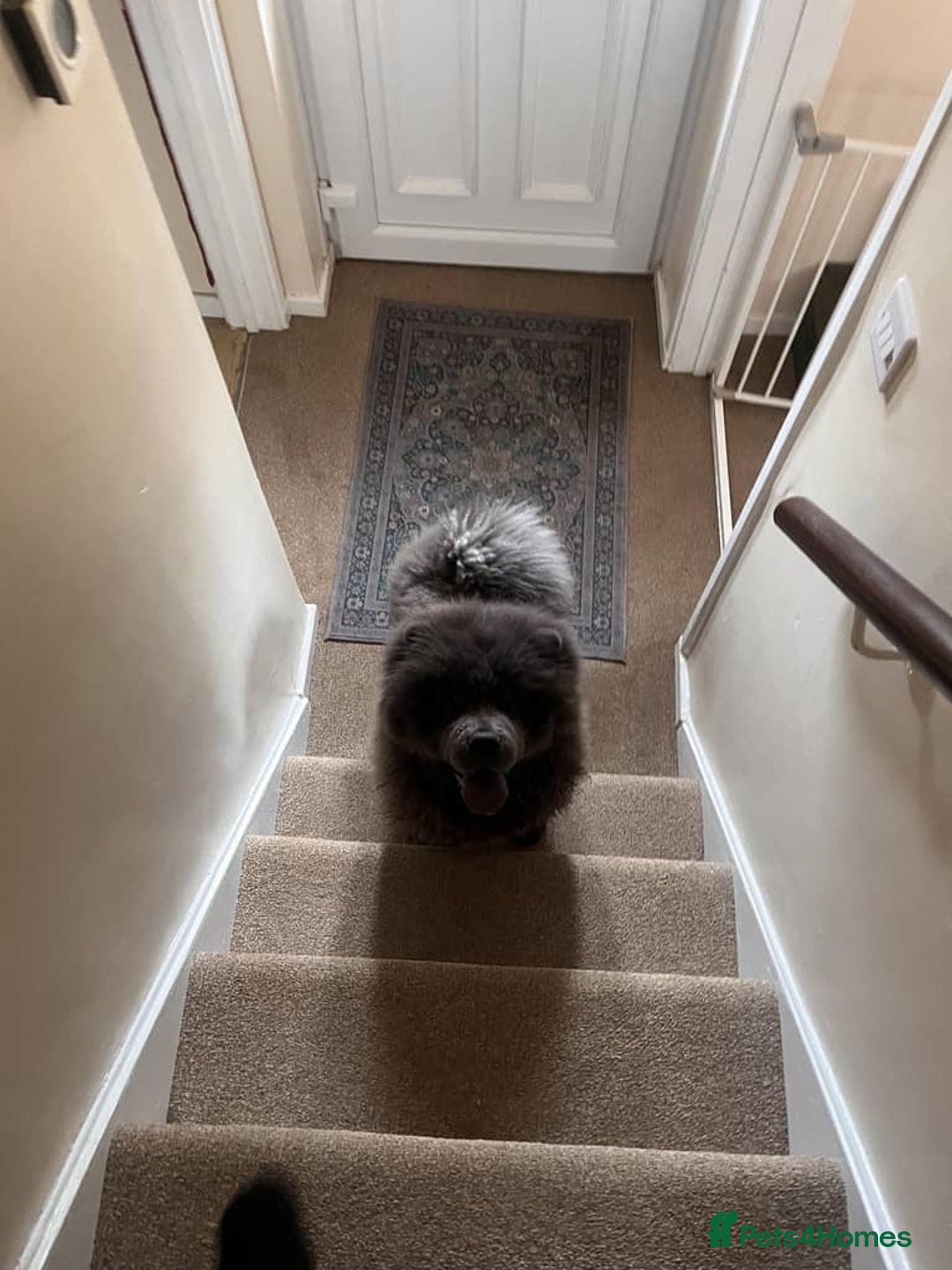 Chow Chow dogs for sale: Chow chow  - Image 9