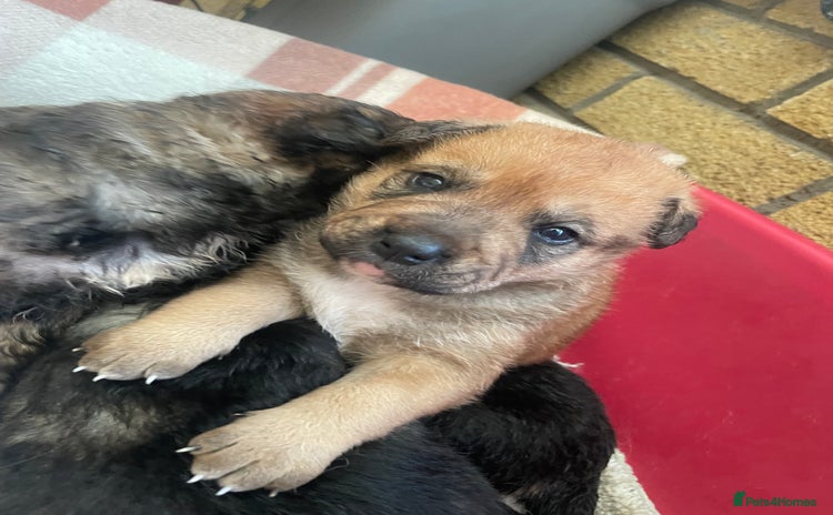 Mixed Breed dogs - Advert 4