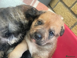 Mixed Breed dogs - Advert 21