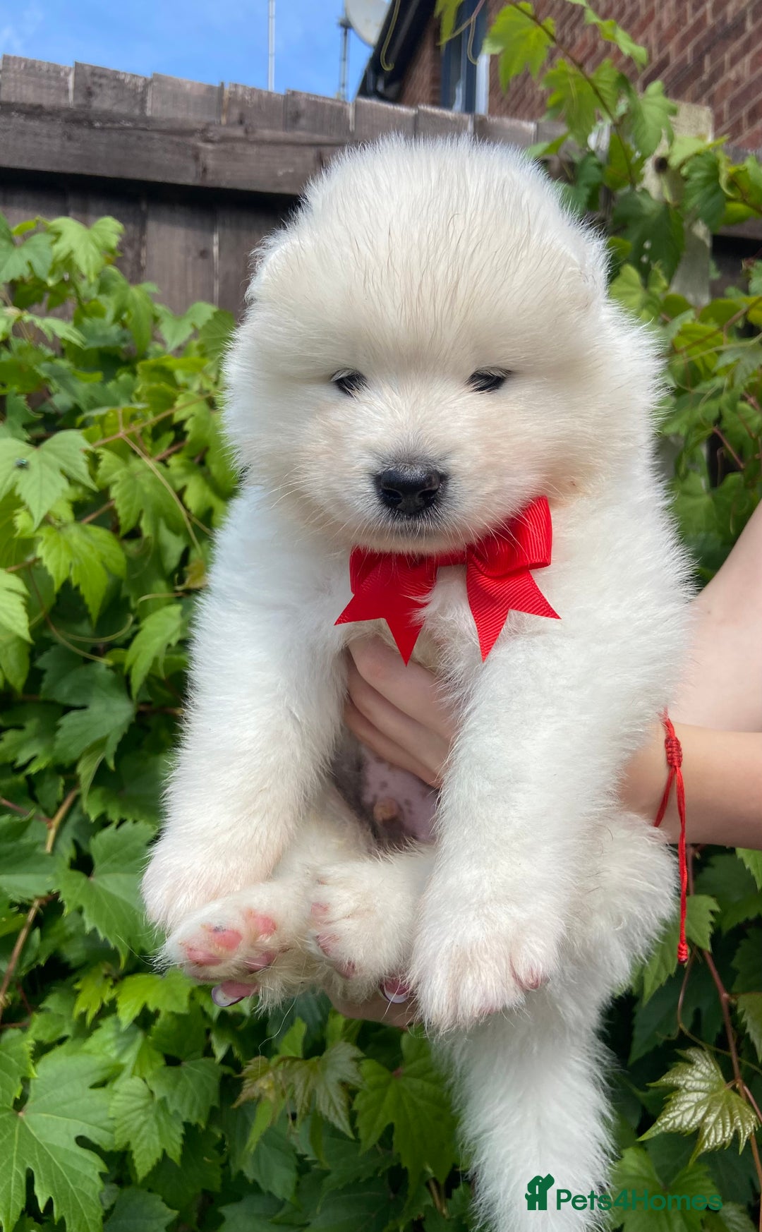 Samoyed dogs for sale: Beautiful Samoyed puppies  - Image 10