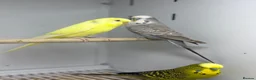 Budgerigars birds for sale: Baby budgies  - Advert 13