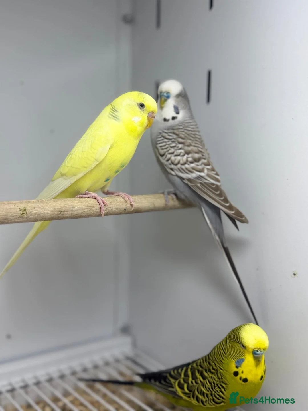 Budgerigars birds for sale: Baby budgies  - Advert 13
