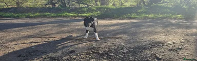 Border Collie 1